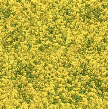 Canola Crop Farm Machines II cotton fabric by Brandi Chanel Designs for Kennard & Kennard *