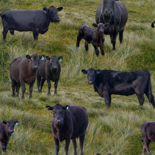 Black Angus Cows cotton fabric by Kennard & Kennard