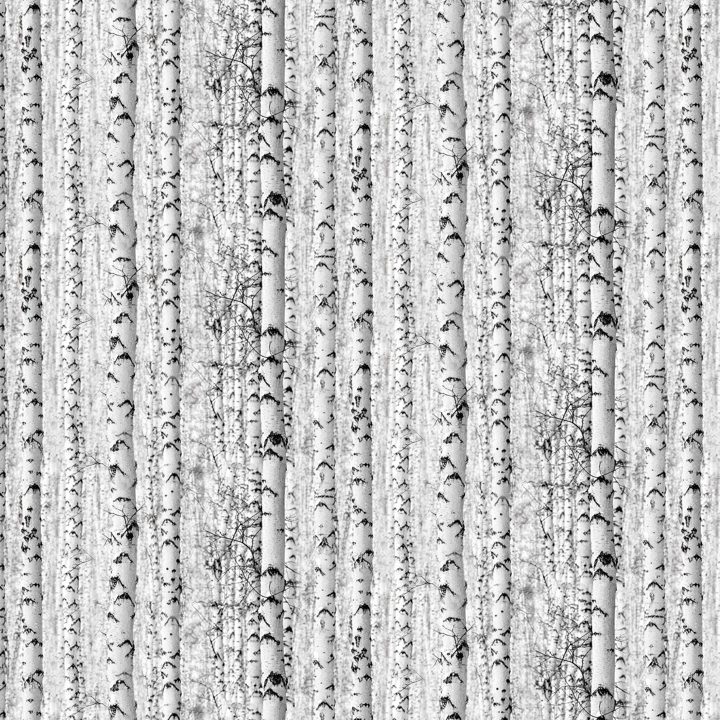 Solitude Naturescape, White Birch Tree Fabric by Northcott